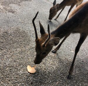 子供が与えた鹿せんべいを食べる鹿