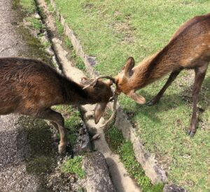 鹿せんべいをめぐって喧嘩を始めた鹿