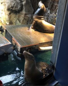 海遊館のアザラシ