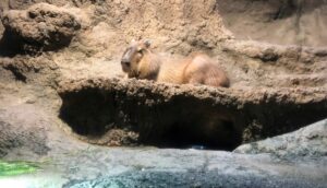 海遊館のカピバラ