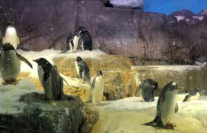 海遊館のペンギン
