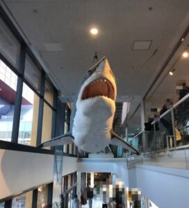 海遊館出口付近のサメ